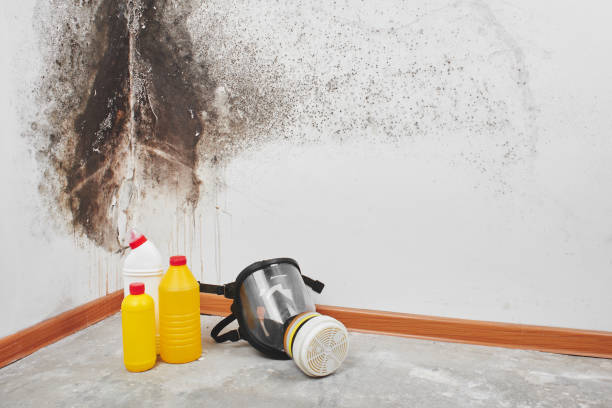 Attleboro, MA Mold Removal Pros