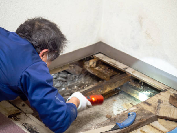 Best Certified Mold Removal  in Attleboro, MA