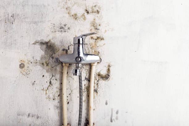 Best Emergency Mold Removal  in Attleboro, MA