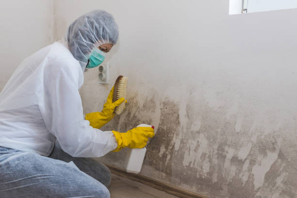 Best Home Mold Removal  in Attleboro, MA