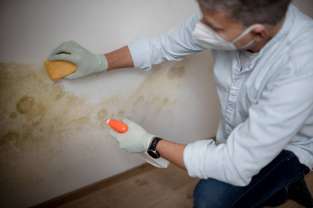 Best Toxic Mold Removal  in Attleboro, MA