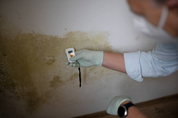 Best Black Mold Removal  in Attleboro, MA