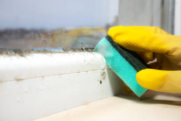 Best Fast Mold Removal  in Attleboro, MA