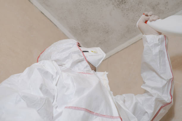 Best Attic Mold Removal  in Attleboro, MA