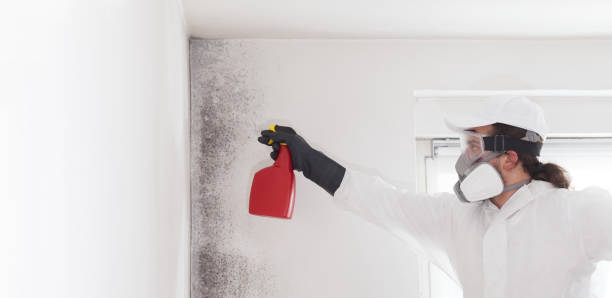 Best Crawl Space Mold Removal  in Attleboro, MA