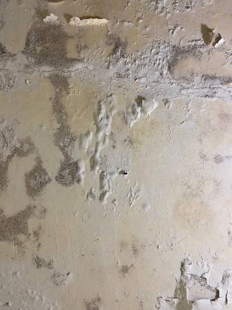 Trusted Attleboro, MA Mold Removal Experts