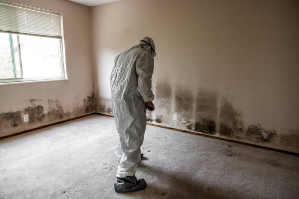 Best Commercial Mold Removal  in Attleboro, MA
