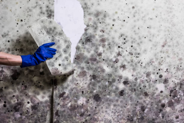 Mold Testing and Removal in Attleboro, MA