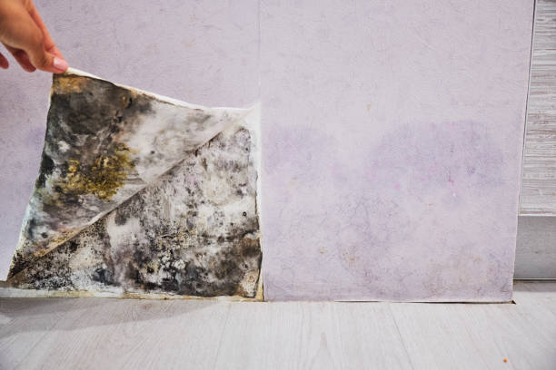Best Mold Removal Near Me  in Attleboro, MA